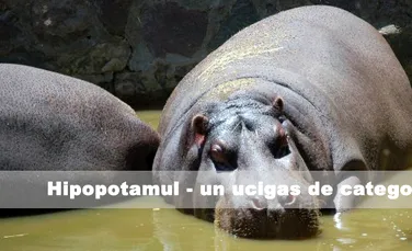 Hipopotamul – un ucigas de categorie grea