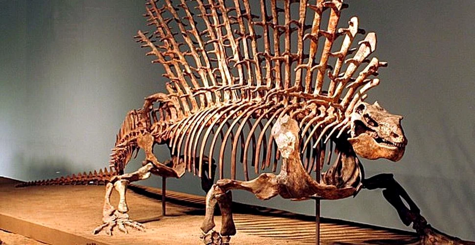 Umerii flexibili au dus la diversificarea mamiferelor în urmă cu 270 milioane de ani