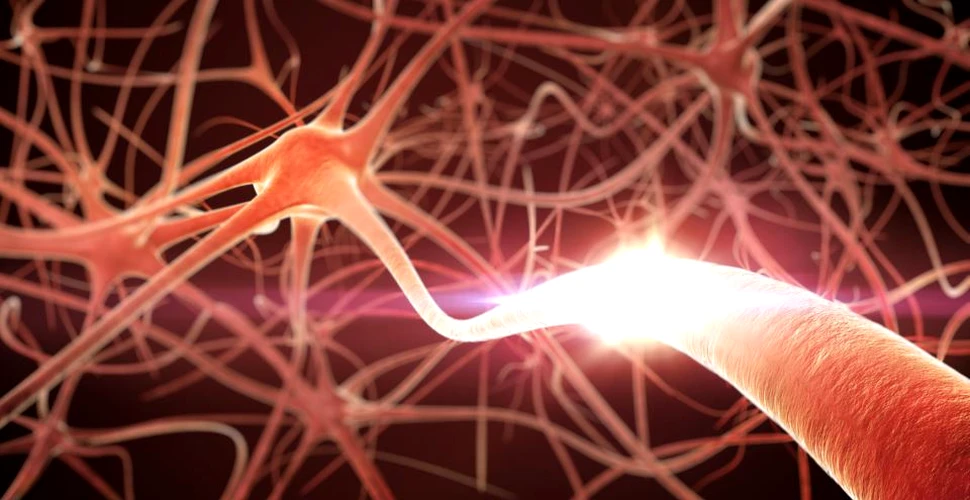 Reuşită de excepţie a savanţilor: au transformat celulele pielii direct în neuroni