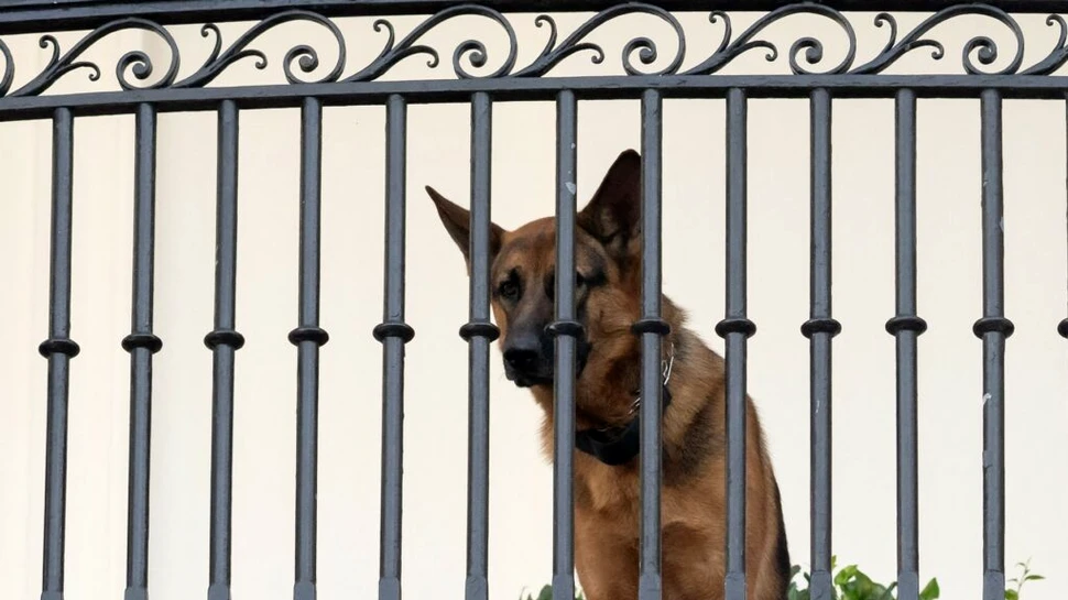 Commander, ciobănescul german al soților Biden, exilat de la Casa Albă