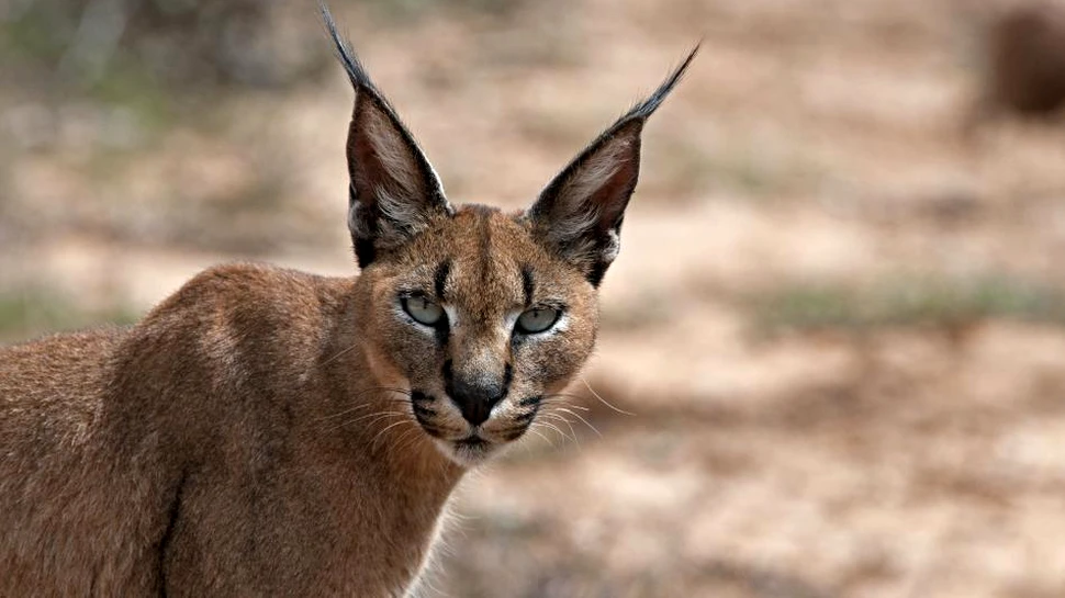 Feline exotice: 12 specii puţin cunoscute