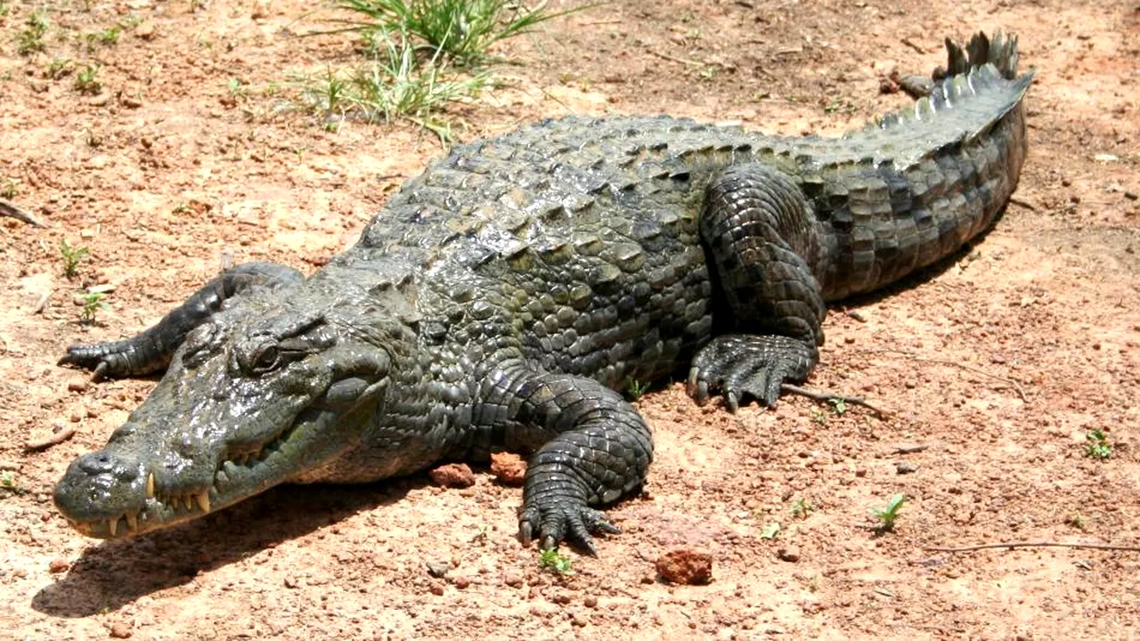 2-crocodil-1 