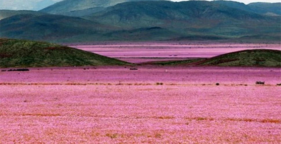 GALERIE FOTO. Deşertul Atacama, cel mai arid loc de pe pământ, a înflorit