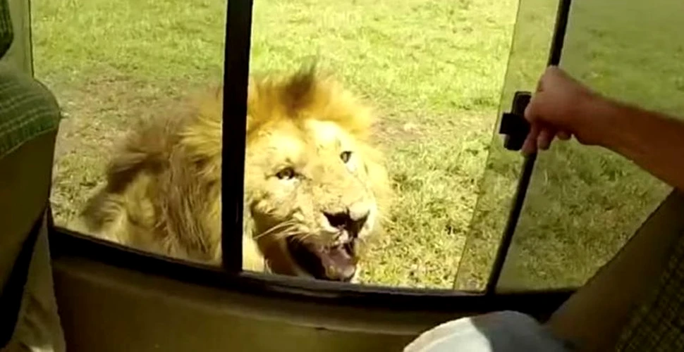 Un turist a încercat să mângâie un leu pe cap, însă animalul nu a fost atât de încântat. ”Sunt norocoşi că au scăpat doar cu atât” – VIDEO