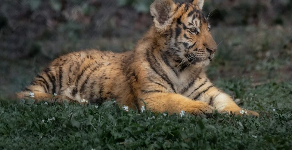 Poliția din Mexic a găsit un pui de tigru într-un portbagaj