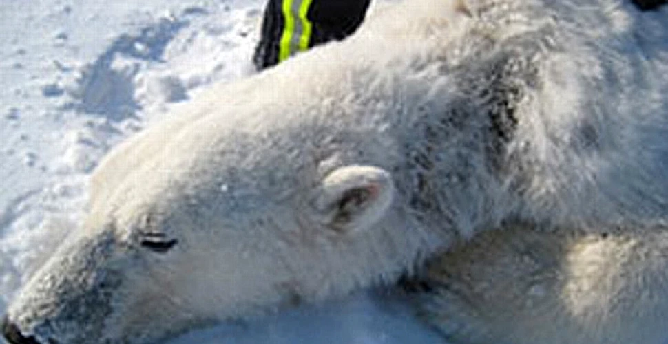 O boală misterioasă afectează urşii polari