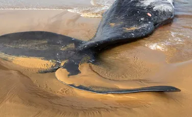 Ce au descoperit oamenii de știință pe cadavrul unui cașalot eșuat pe o plajă din Australia