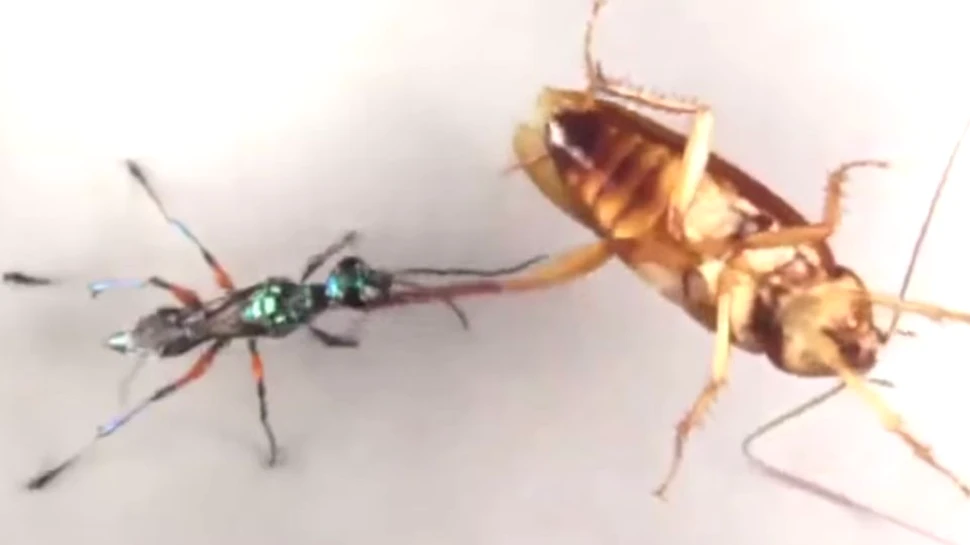 Un gândac scapă de o furnică ”zombie” cu o mişcare de karate