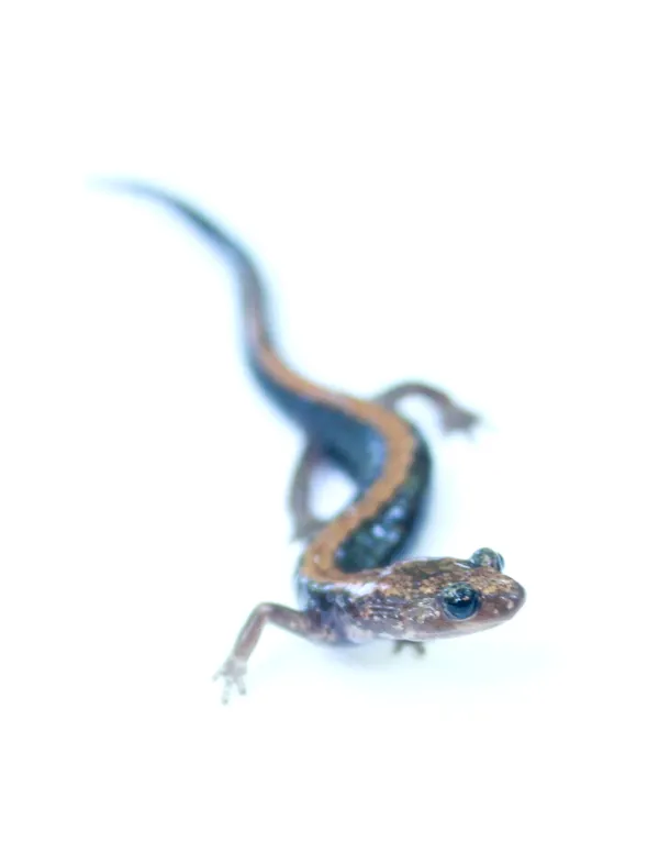 Salamandra / Foto: Brian Gratwicke