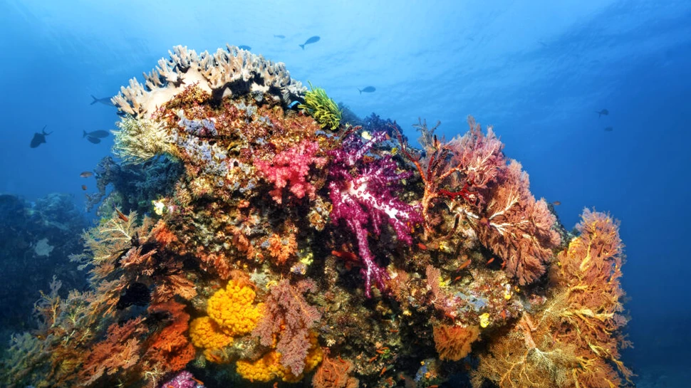Cum s-a format Marea Barieră de Corali? Originile sale misterioase, în sfârșit, explicate