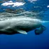 Ceva uimitor se întâmplă cu balenele din Marea Mediterană