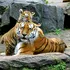 Test de cultură generală. Ce țară are cei mai mulți tigri din lume?