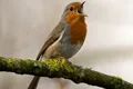 Natura continuă să ne uimească: Păsările nu cântă toate la fel. Au şi ele dialectele lor