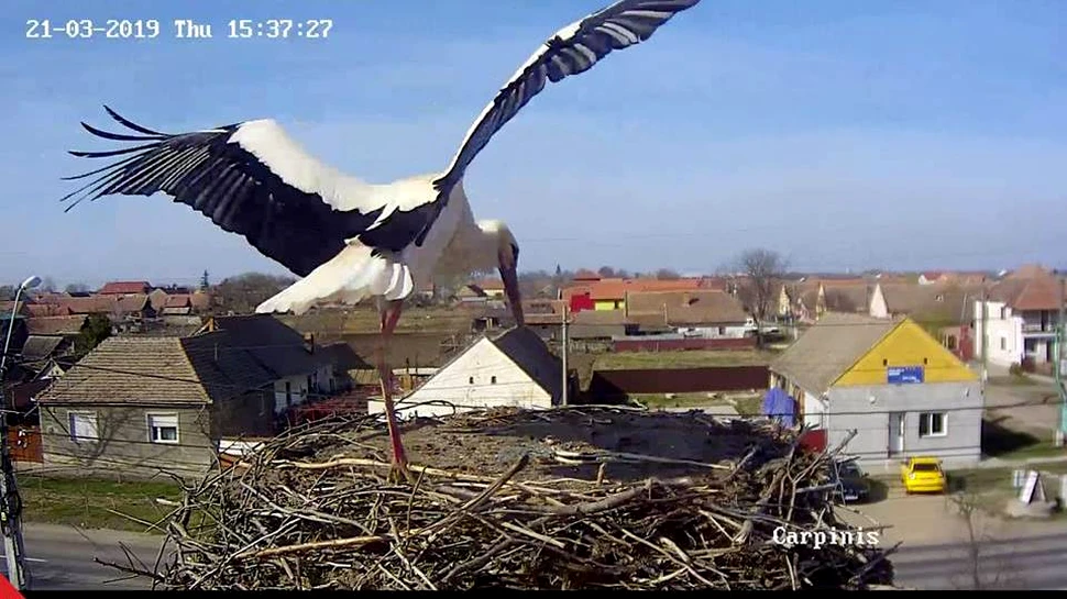 Românii pot semnala prima barză sosită în România, în 2020, cu ajutorul unei aplicaţii