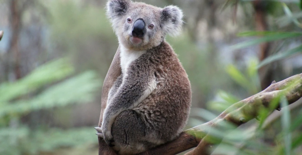 Dieta urşilor koala ar ucide majoritatea mamiferelor, însă genomul lor îi ajută să supravieţuiască