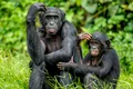 Test de cultură generală. Cât ADN împărtășesc oamenii cu cimpanzeii?