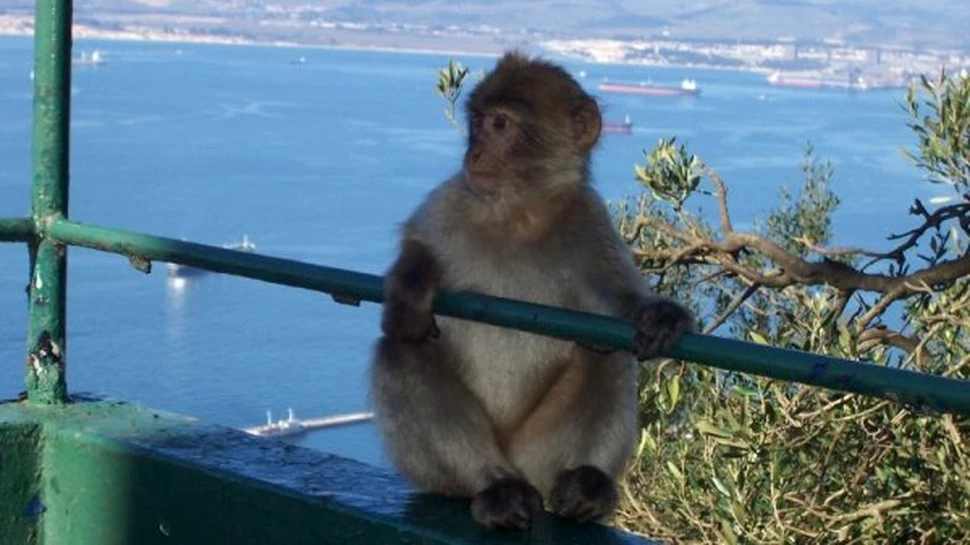 In Gibraltar maimutele agresive sunt eutanasiate