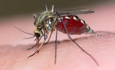Metode de a ţine ţânţarii la distanţă: cum să elimini o mare problemă a verii