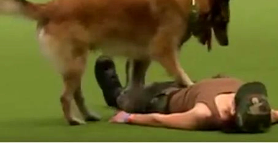 Spectacolul oferit de un câine la un show canin. Cum îşi resuscitează stăpânul. VIDEO