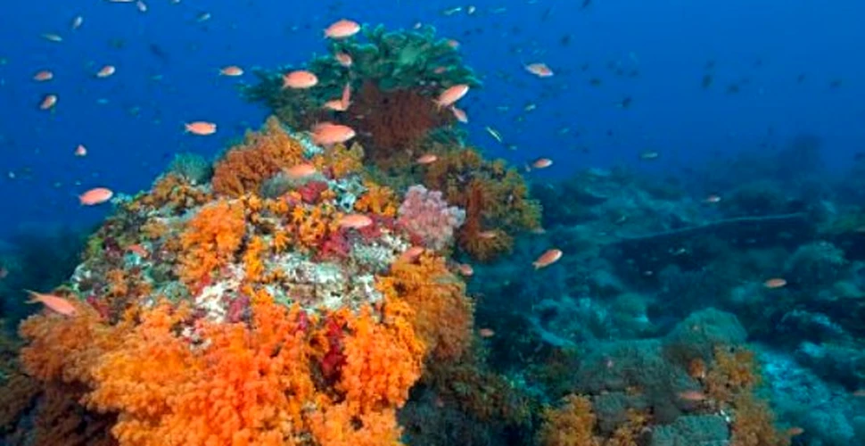 Coralii prezic un nou tsunami devastator