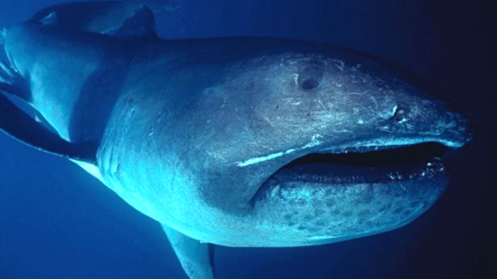 Descoperire uluitoare: un rechin dintr-o specie rară a fost aruncat de valuri pe o plajă