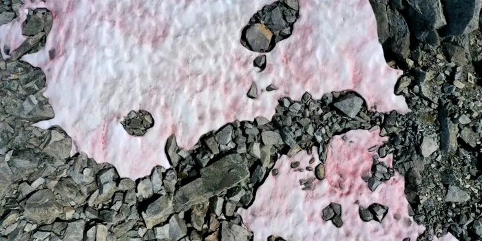 Zăpada roz din Alpi ar putea avea un efect negativ asupra ghețarilor din zonă