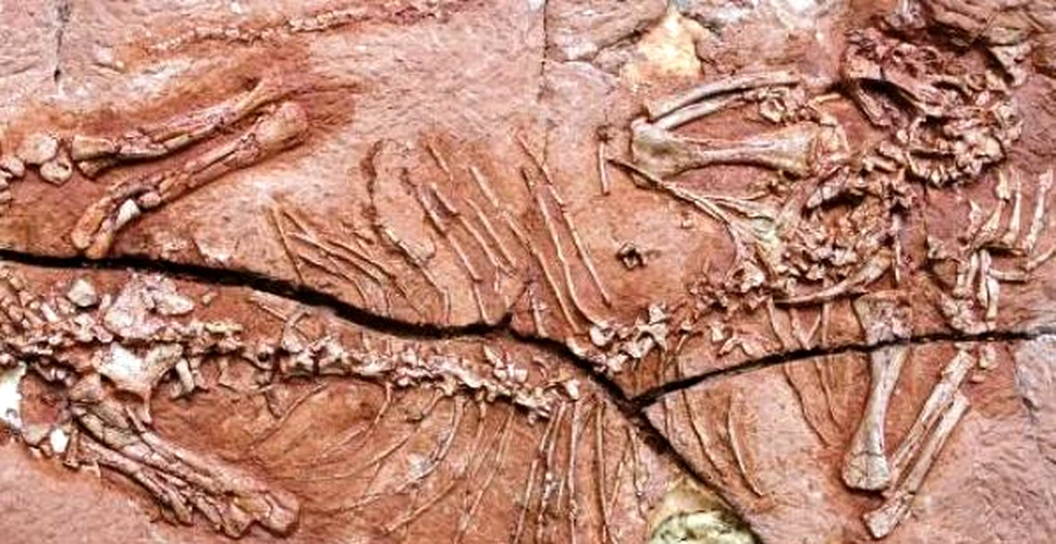 Au fost descoperite fosilele celui mai vechi vertebrat arboricol