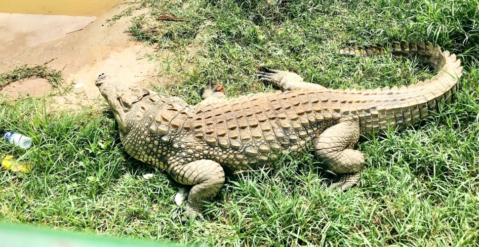 A fost înregistrată prima „naștere virgină” la un crocodil