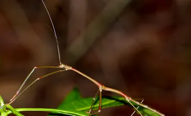 Modul surprinzător prin care insecta-băţ, una dintre cele mai mari din lume, are urmaşi post-mortem