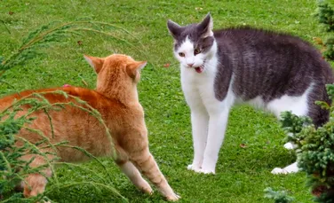 Cum poți să-ți dai seama dacă pisica ta este agresivă sau doar jucăușă?