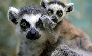 Adio, King Julien! Lemurienii prezintă cel mai mare risc de extincţie dintre toate vertebratele de pe Terra