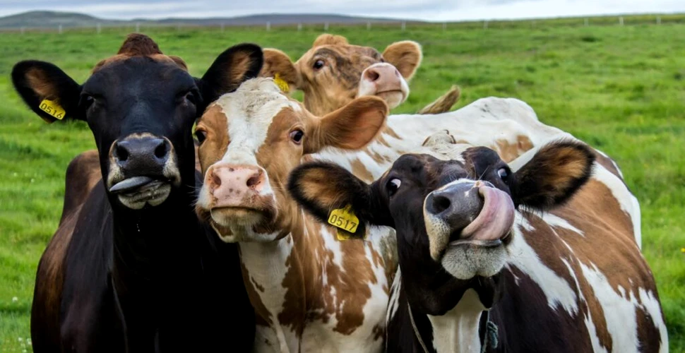 O formă misterioasă de boala vacii nebune a apărut în SUA