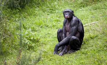 Primatele bonobo ne arată când a evoluat imaginația