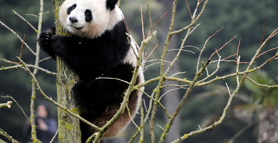 Panda nu sunt întotdeauna alb cu negru: un urs extrem de rar, găsit în munţii din China. FOTO + VIDEO