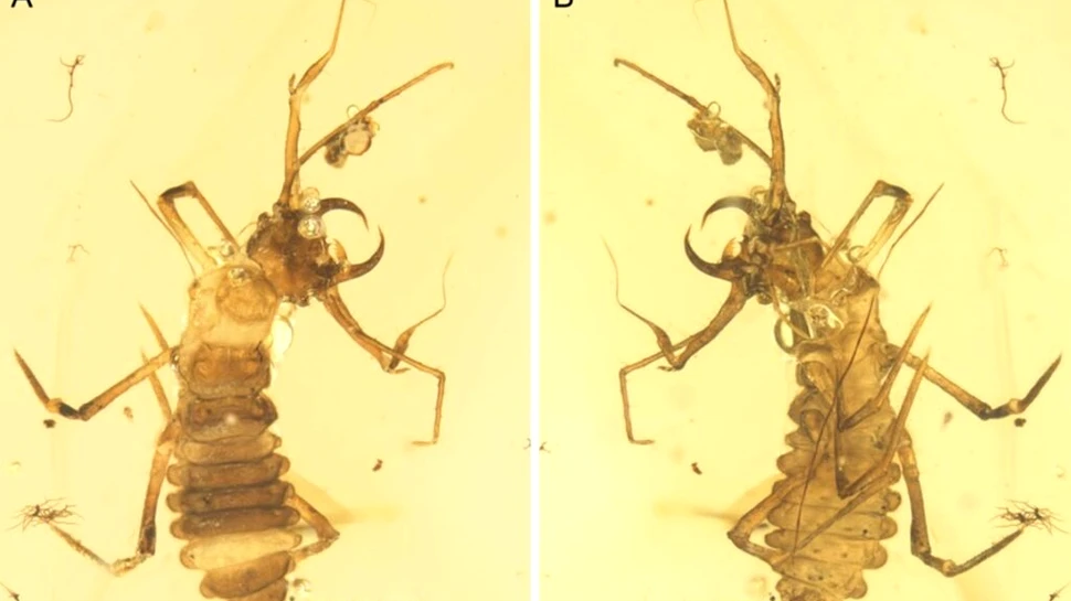 Surprinzător: gândacii au rămas neschimbați timp de milioane de ani!