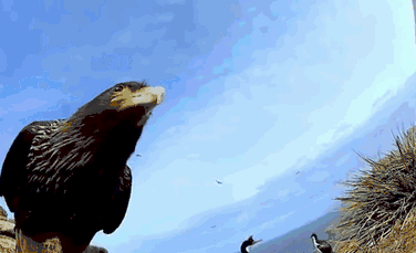 Ce se întâmplă când o pasăre fură o cameră de filmat şi realizează propriul ei film? (GALERIE FOTO/VIDEO)