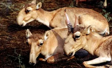 Biologii rusi fac eforturi pentru salvarea antilopei Saiga