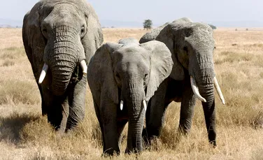 Limbajul secret al elefanţilor: cercetătorii încearcă să afle enigma „tunetului tăcut”