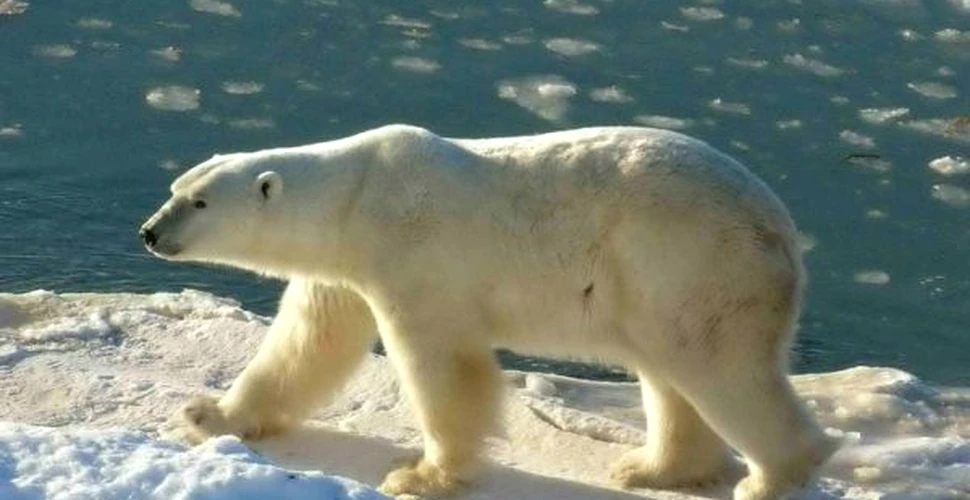 Ursii polari sunt vizati de o strategie a Moscovei