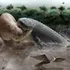 Acești crocodilienii uriași dominau lanțul trofic în America de Sud din Miocen