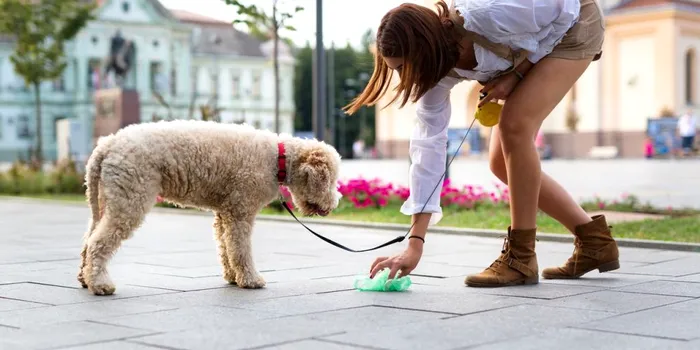 Metoda Israelului de a-i determina pe proprietarii de câini să le strângă excrementele de pe străzi
