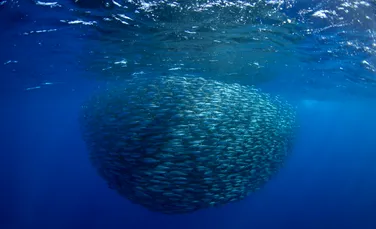 Fenomen ciudat în Africa de Sud: mii de sardine moarte au fost găsite pe plaje