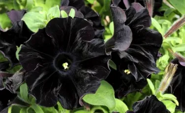 Surprinzatoare si dramatica: petunia neagra