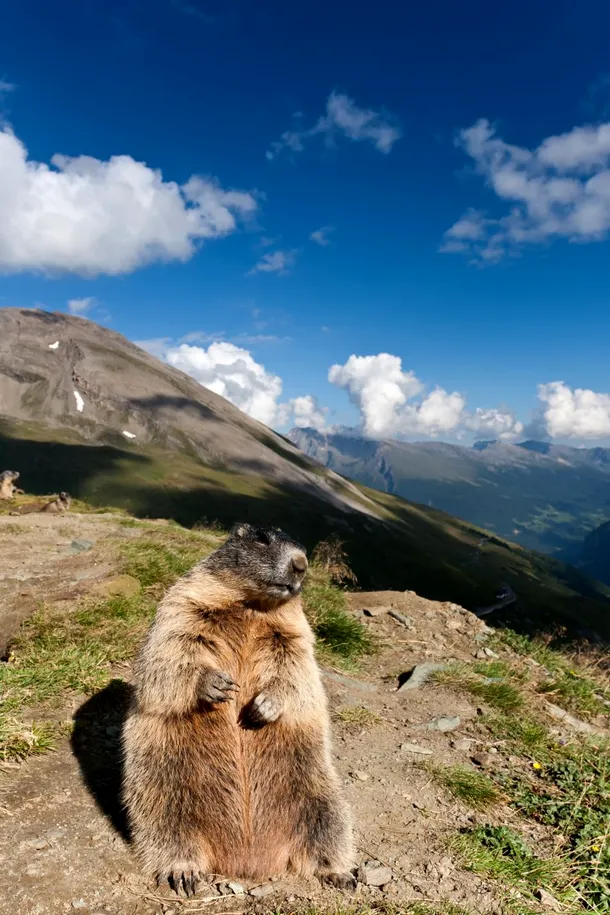O marmotă priveşte curioasă obiectivul aparatului de fotografiat.
