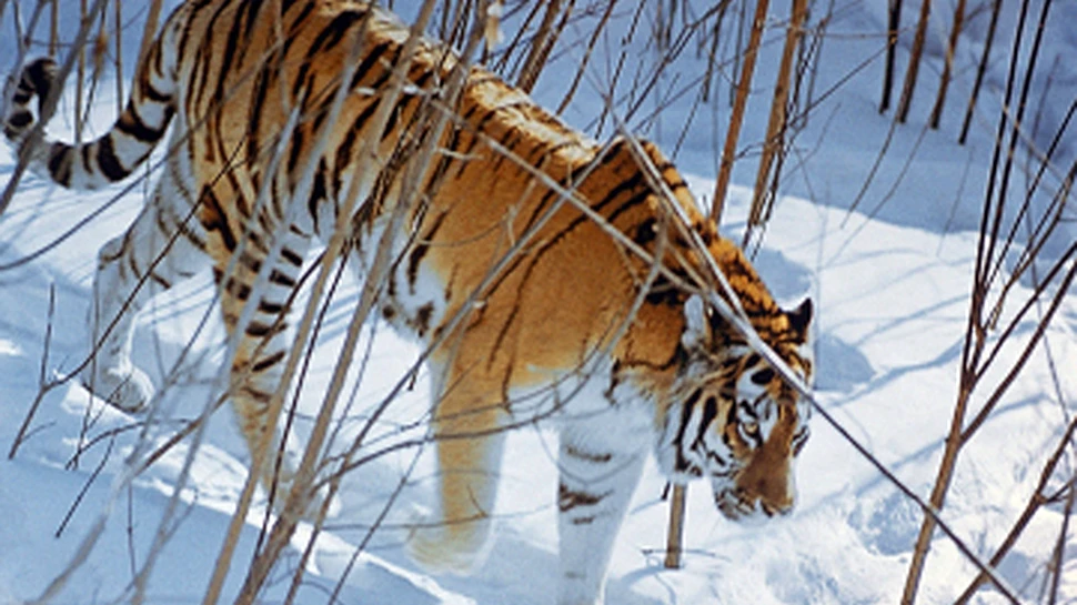 Tigrii mor de foame… la Zoo