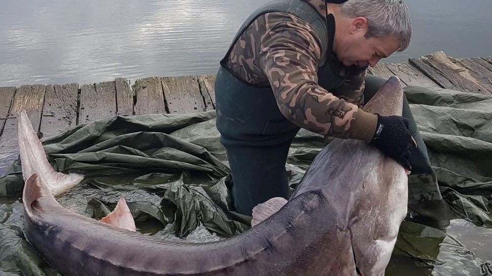 Un sturion dintr-un lac din România ”s-a lăsat” salvat. Plastic şi rafie, în gura peştelui