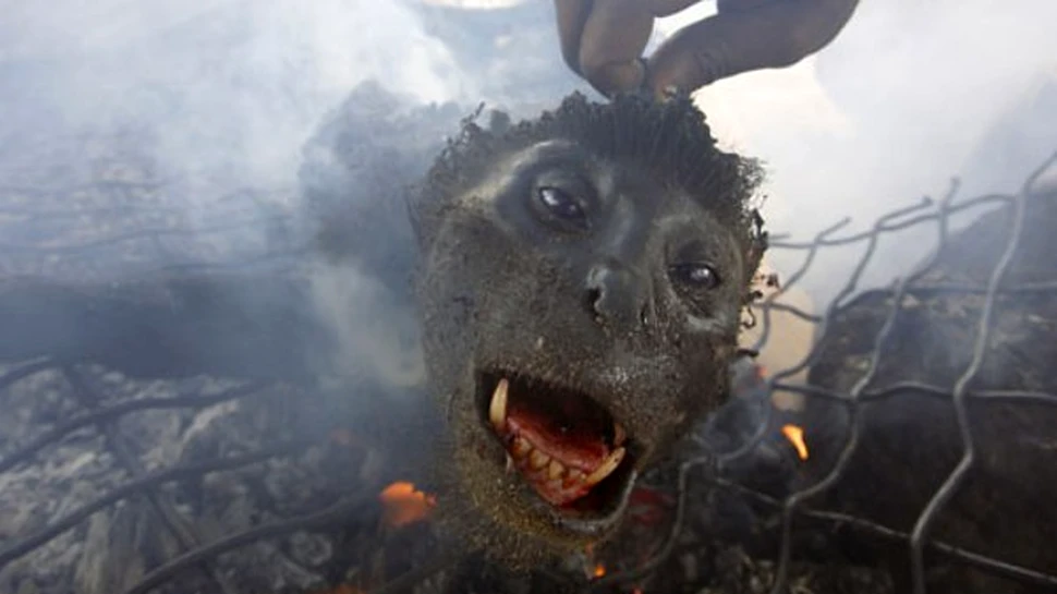 Infloreste traficul cu capete de cimpanzei si gorile