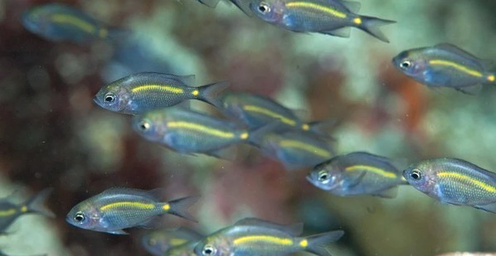 Peştii tropicali se pot adapta schimbărilor climatice