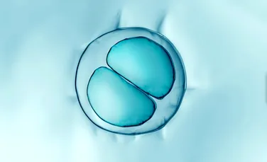 Cercetătorii au găsit compușii naturali care ajută celulele să lupte cu virusurile