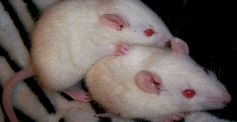 Rozătoarele pot fi empatice: şobolanii se ajută între ei